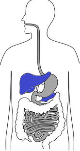 Liver, Kidney and Gallbladder